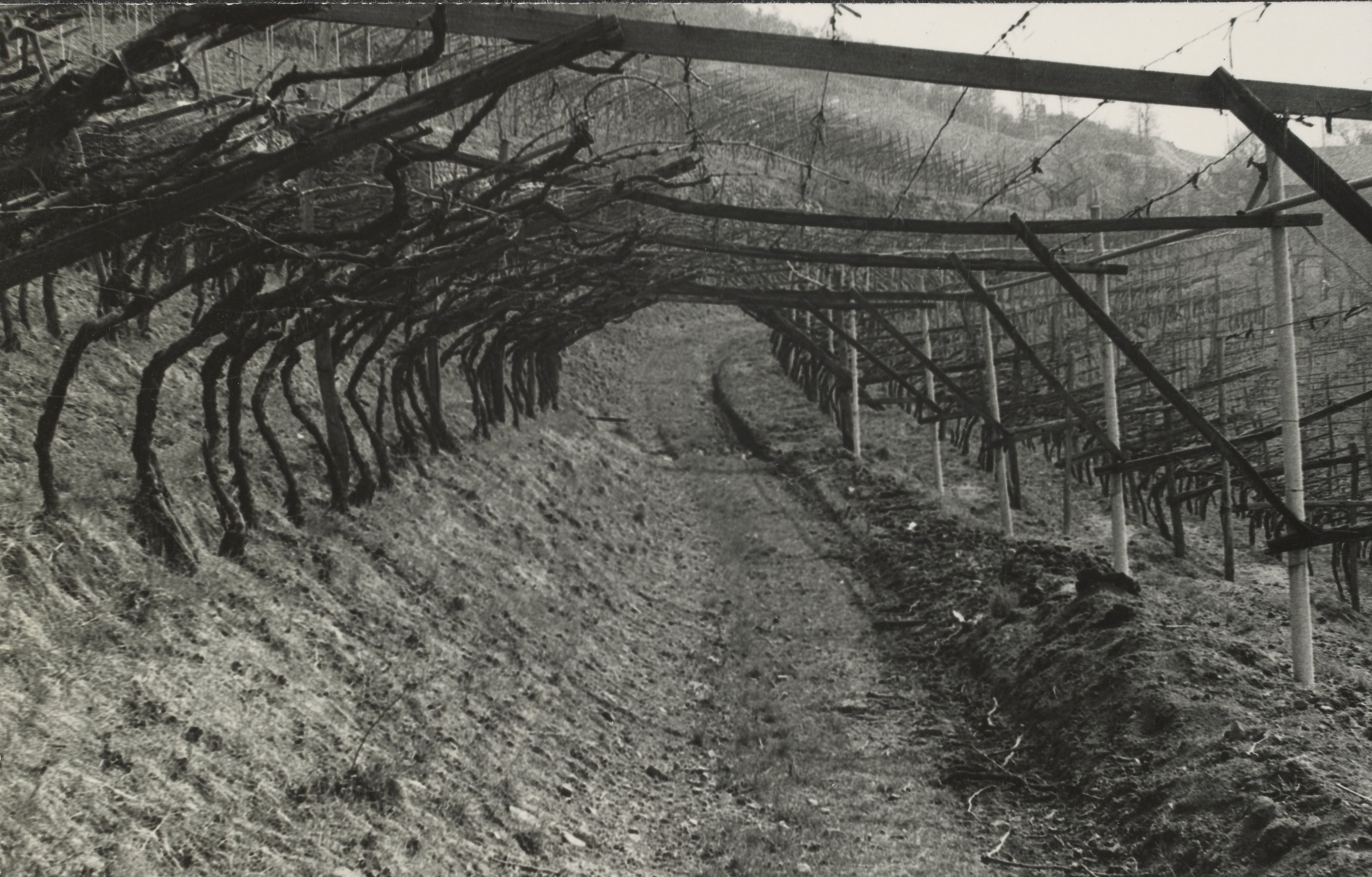 L'arco è considerato la forma più bella del pergolato, Auna di Sotto/Renon 1974, Archivio fotografico dell’Ufficio per la tutela del paesaggio, 4957