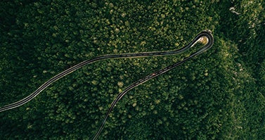 Image of a road surrounded by the forest