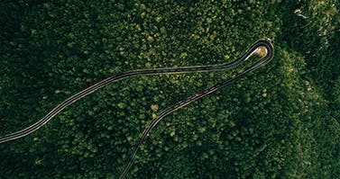 Image of a road surrounded by the forest
