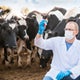 Tiergesundheit und Hygiene im Veterinärbereich