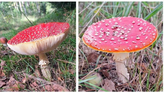 ‘Rood met witte stippen’: de vliegenzwam (Amanita muscaria, © C. Oerlemans, 2026)