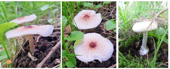 Amatoxinen-bevattende paddenstoelen: links en midden de parasolzwam (© C. Oerlemans, 2026) en rechts de groene knolamaniet (© M. Dijkman, 2025)