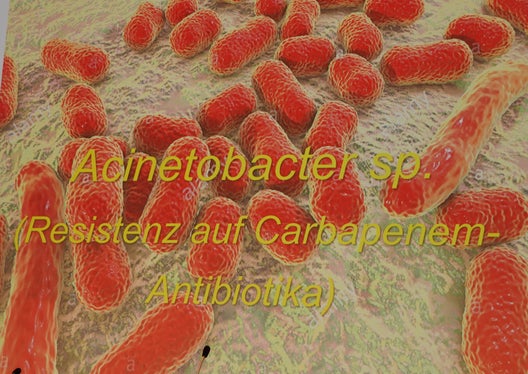Il batterio acinetobacter