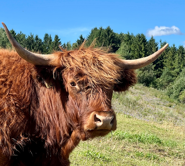Gesundheit und Tiere