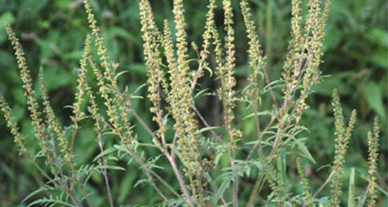 Aggressive Ambrosia-Pollen