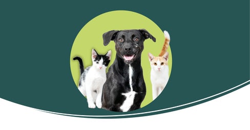 «Un incontro può cambiare tutto»: Una nuova campagna dell’Azienda sanitaria dell’Alto Adige incoraggia chi desidera accogliere un animale domestico a prendere in considerazione l’adozione presso il rifugio Sill. (foto: Ivo Corrà)