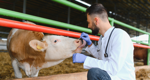 Am 25. Jänner ist der Tag der Veterinärmedizinischen Prävention. (Foto: 123rf)