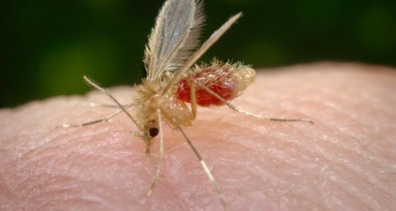 Flebotomi