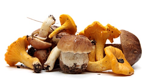 Funghi, che passione! (Foto: 123rf)
