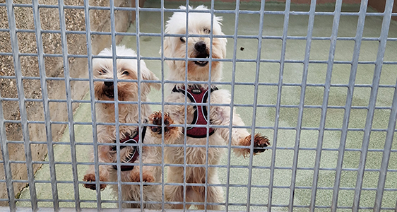 Due cani in attesa di una nuova casa (Foto: Vera Schindler)