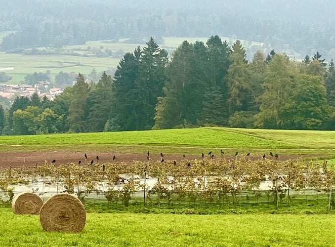 Krähen auf Feldern und in Wäldern (Foto: privat)