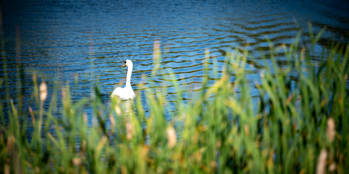 Swan swimming in the river