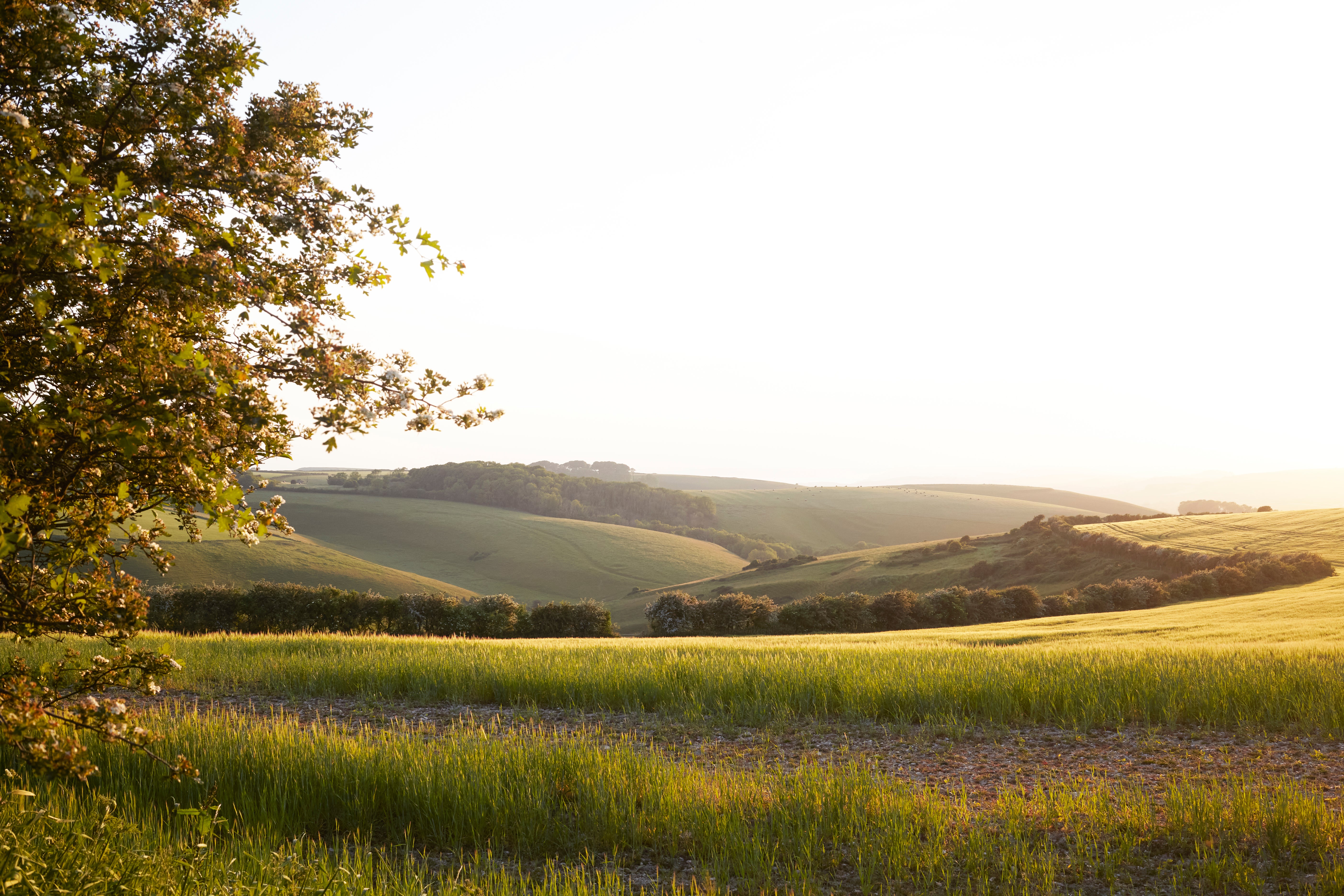 Dorchester countryside