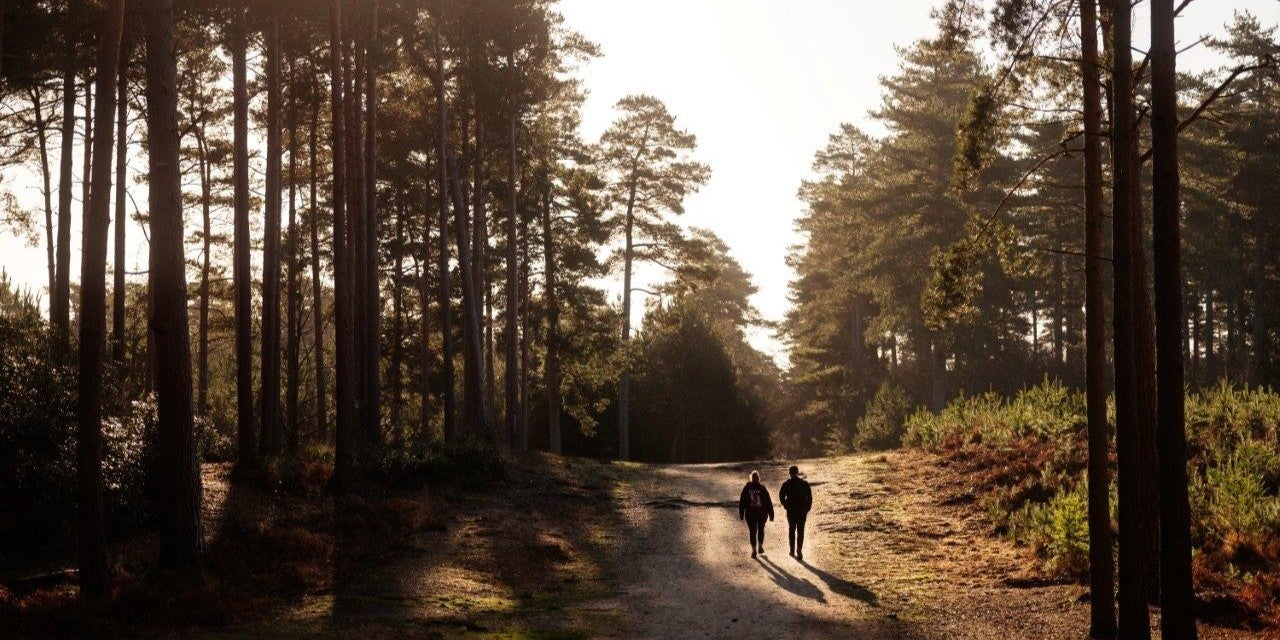 SNG at Elmstead gallery - image #1 - Swinley Forest