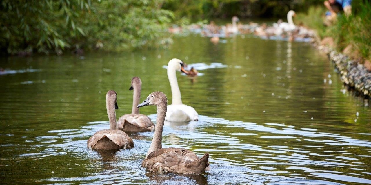 SNG at Alresford Meadows - local area - river #2