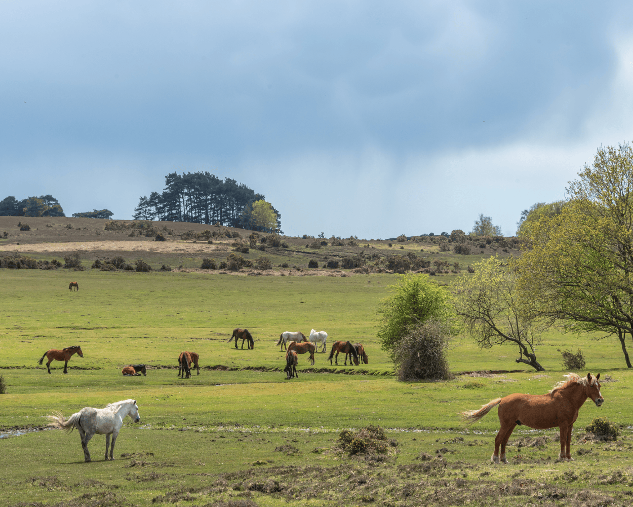 Wild ponies roaming the fields of the New Forest