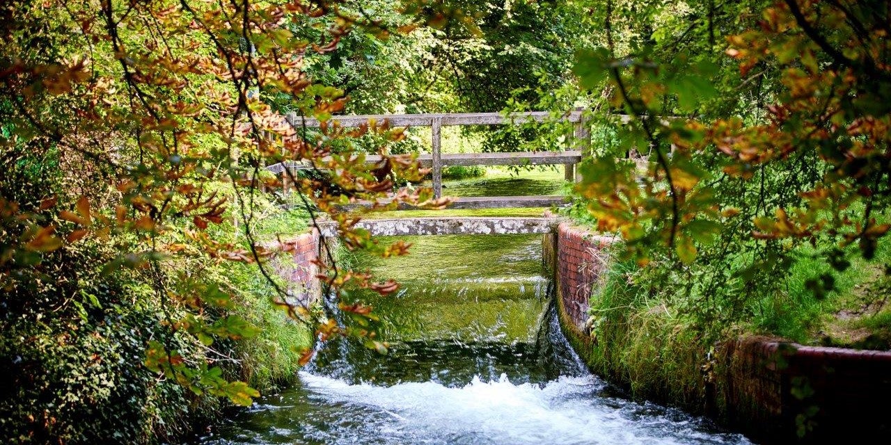 SNG at Alresford Meadows - local area - river #1
