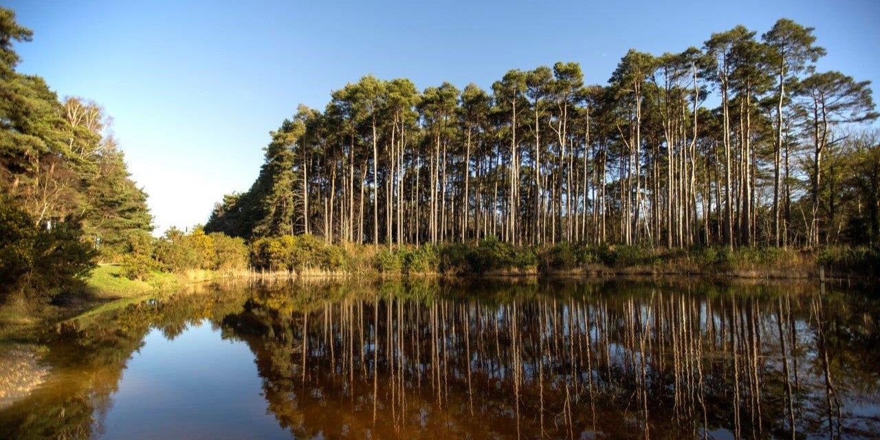 SNG at Elmstead gallery - image #2 - Buckler's Forest