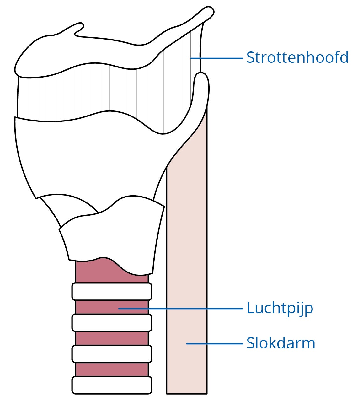 Schematische weergave van het strottenhoofd: Strottenhoofd, Luchtpijp en slokdarm.