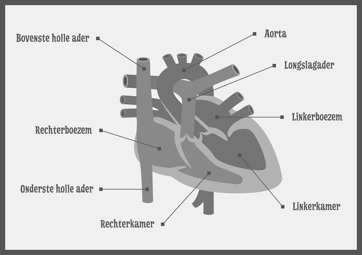 Tekening van de doorsnede van het hart