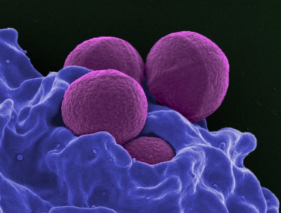 bacterie ziekenhuis
