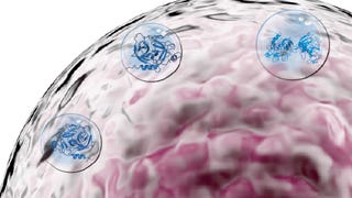 Jun 28: PhD research on killer cell granzymes sheds new light on cancer ...