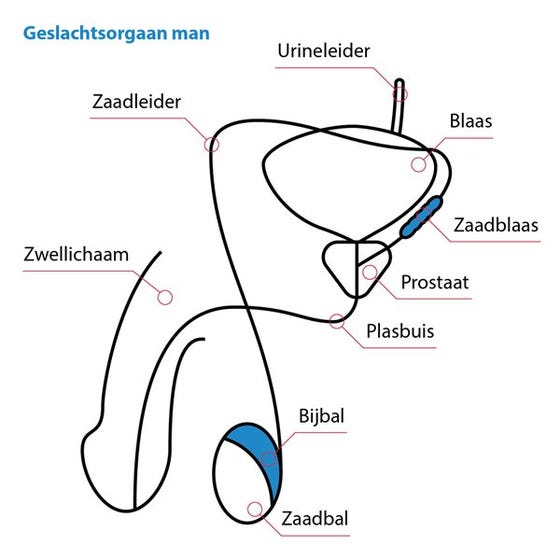 Zaadbalkanker - Umc Utrecht