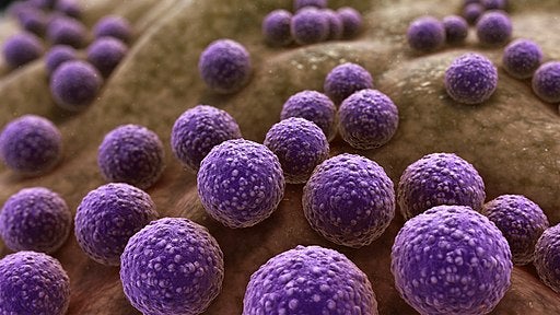 Staphylococcus aureus photo.