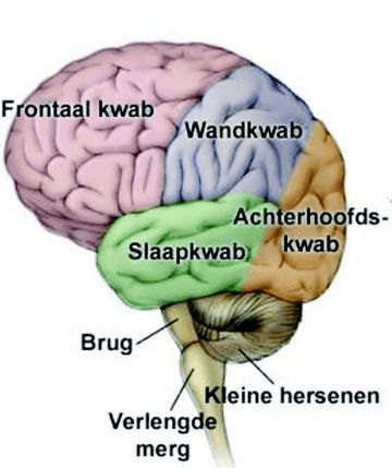 Onderdelen hersenen in beeld