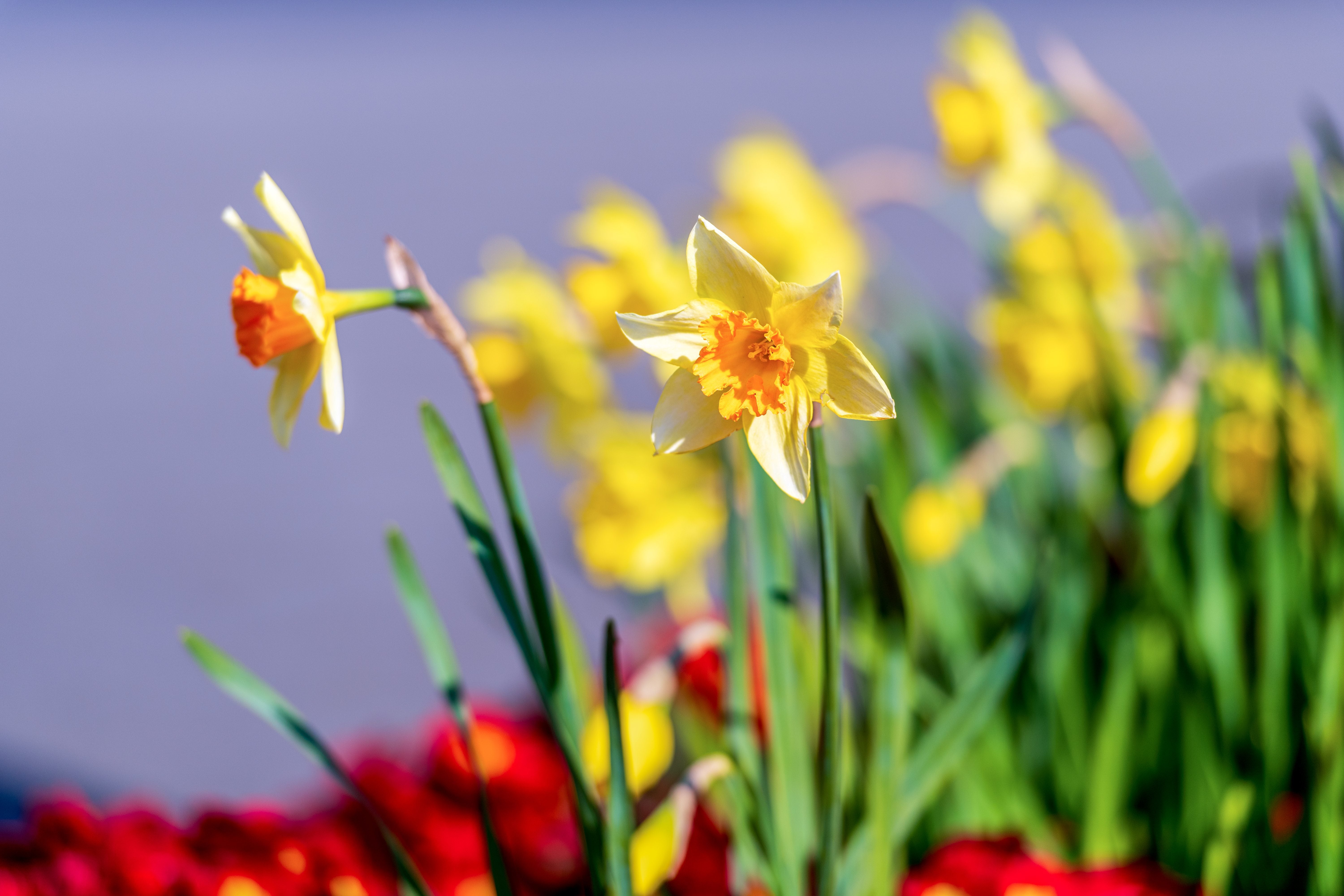 Daffodils in bloom in Co. Kildare, with yellow petals and green stems in soft focus