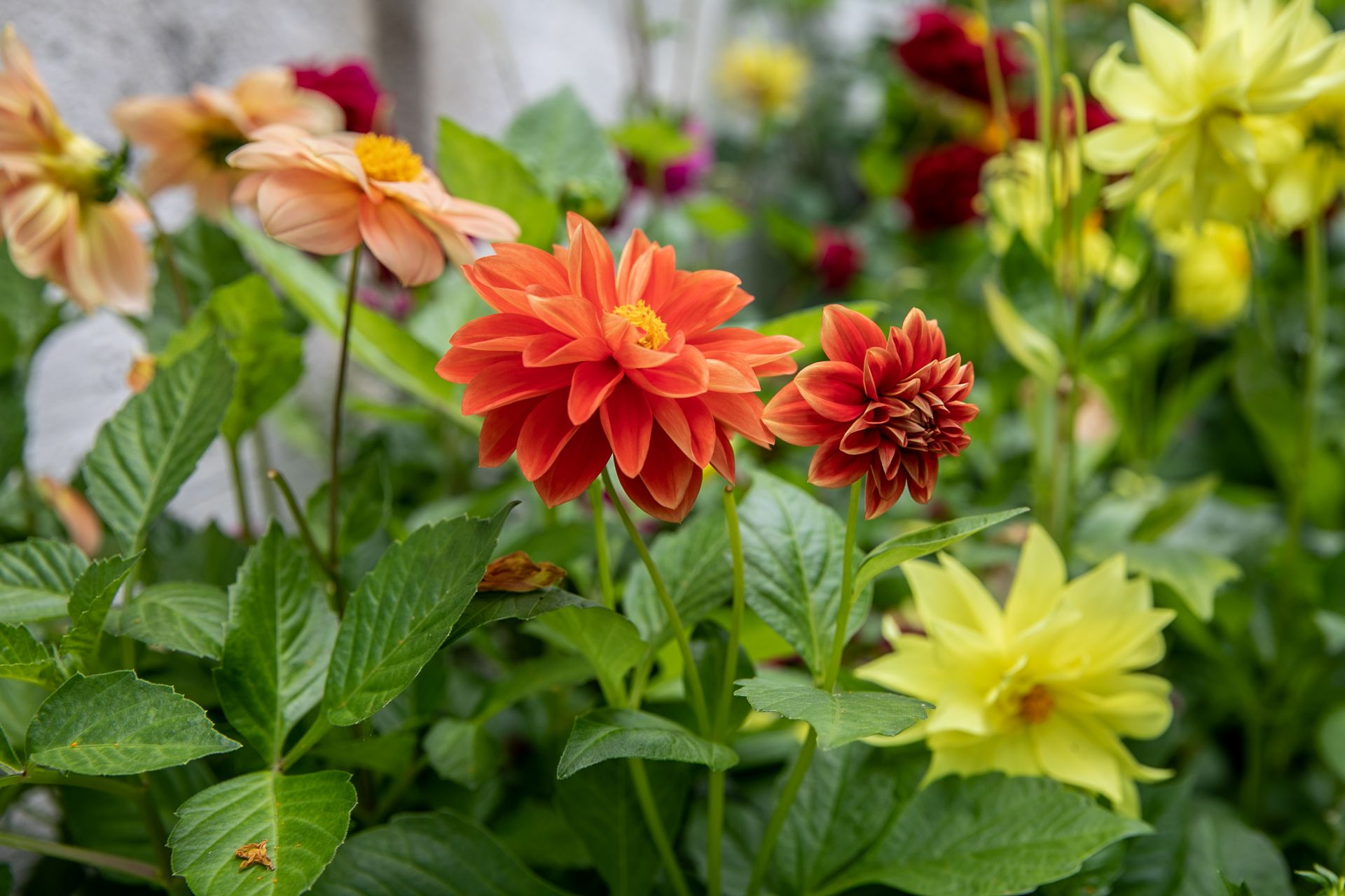 Close-up of colourful blooming flowers in a garden with green foliage