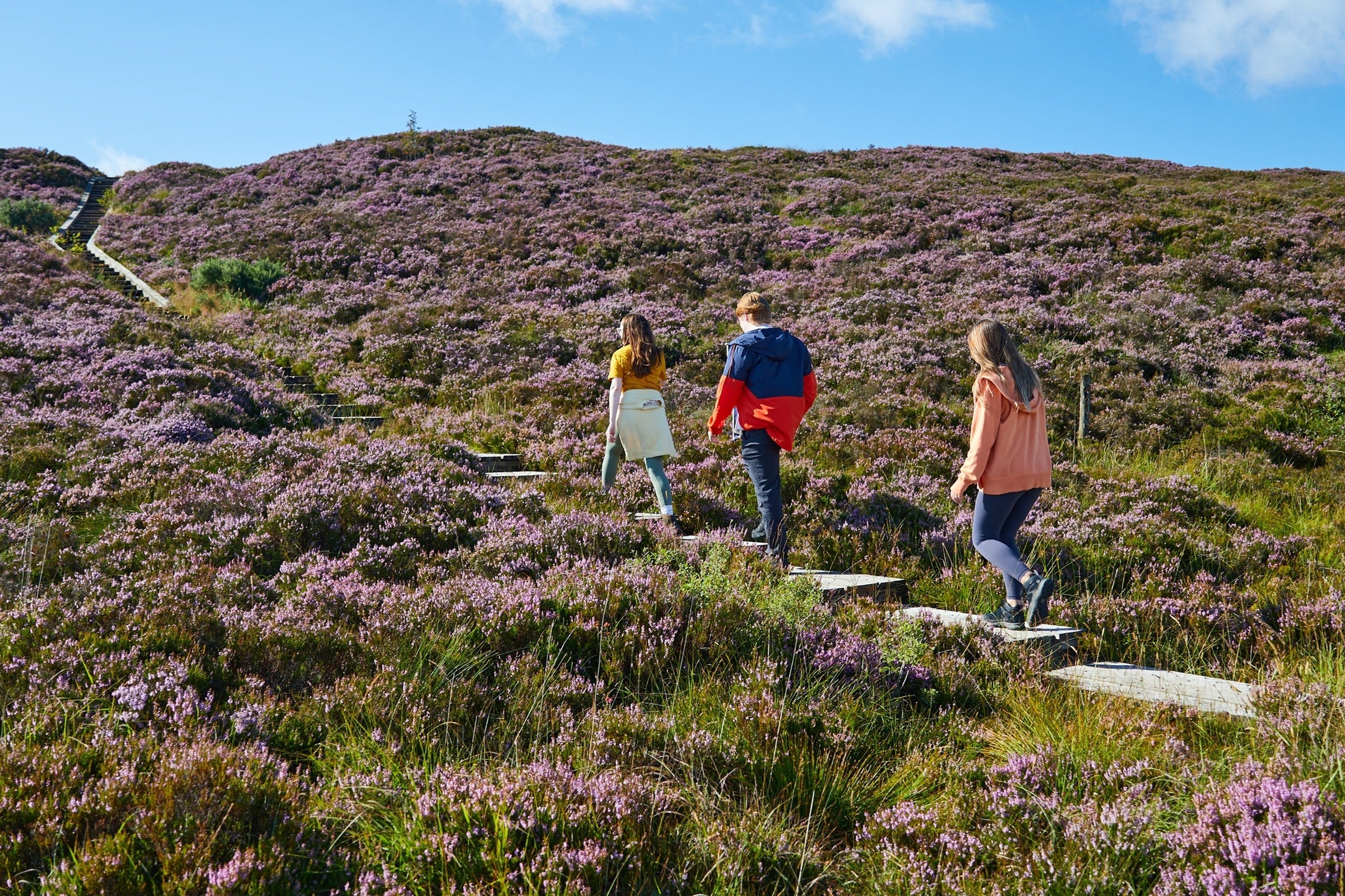 Walkers walk up steps of a boardwalk through a pink heather covered hill.