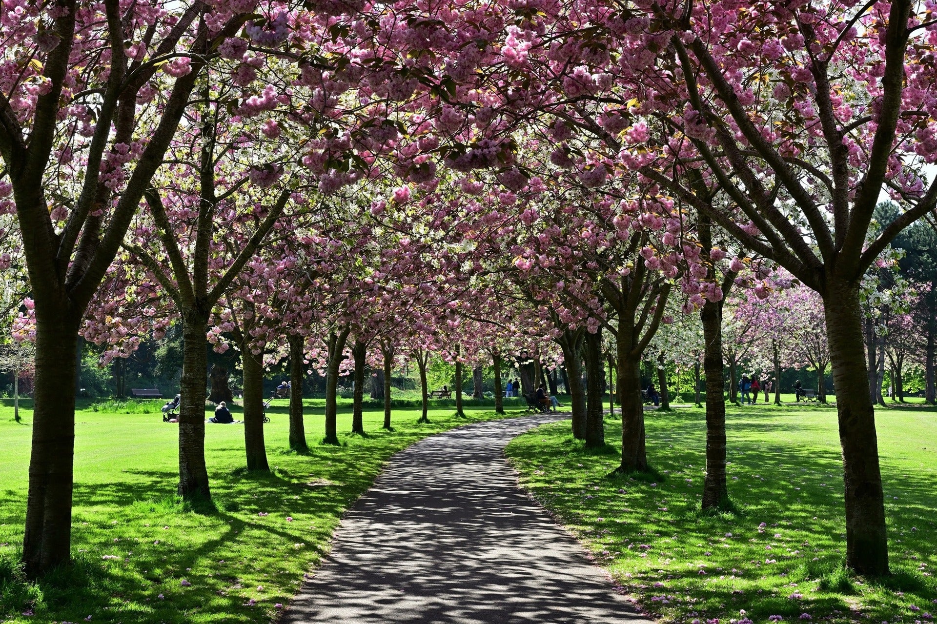 A path lined with pink cherry blossom trees in full bloom in a park.