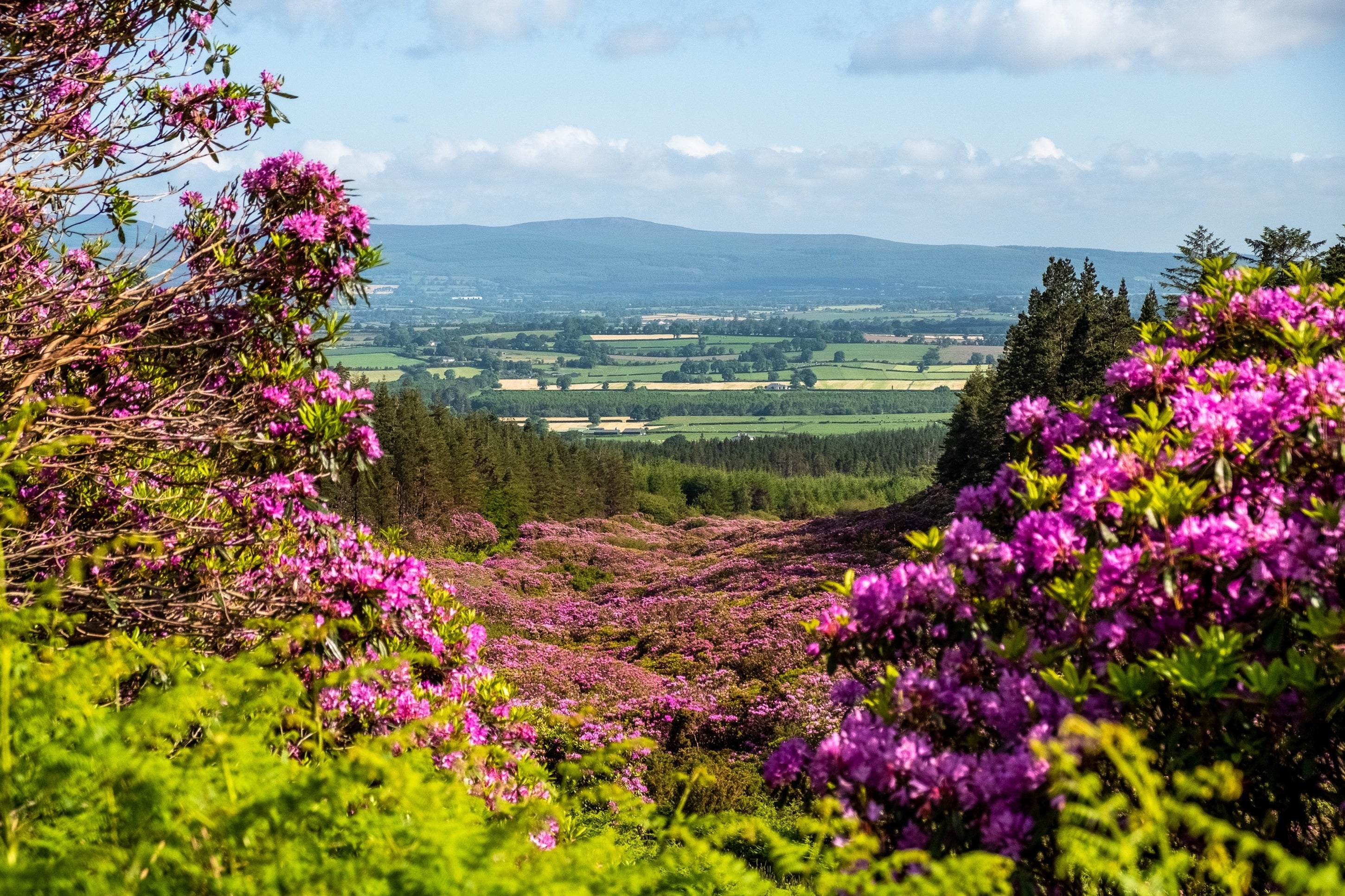 Blooming purple rhododendrons framing a wide green valley and distant hills in the Irish countryside.