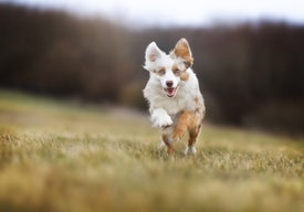 Pes běžící na louce