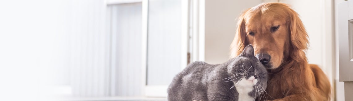 Куче ретривър и коте гушнати един в друг.