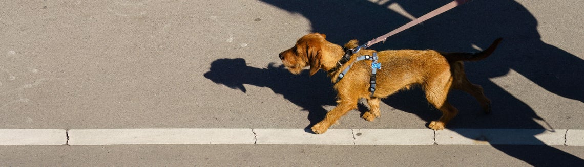 Pes na procházce po ulici na vodítku