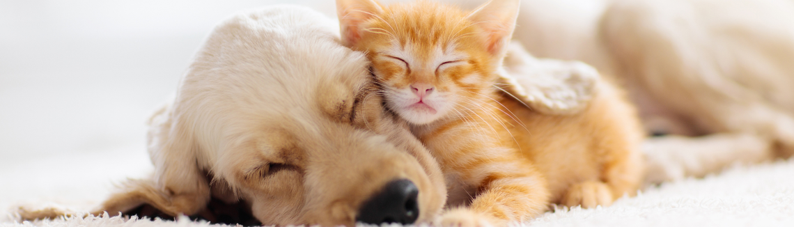 Гушнати малък шпаниел и рижо коте спят.