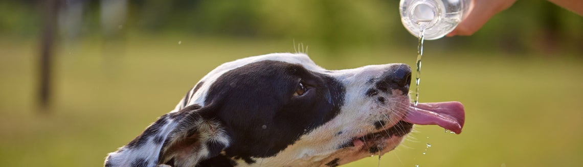Dalmatin pijící vodu z láhve. 