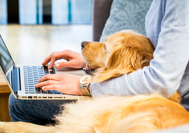 Člověk píšící na notebooku se zlatým retrívrem na klíně. 