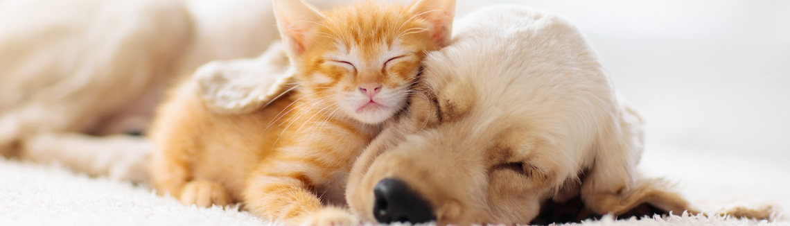 Kot i pies śpią razem