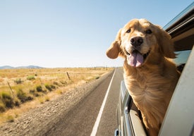 Куче, показало глава от прозорец на движеща се кола, надеждно защитено с допълнително покритие за домашни любимци към застраховка 