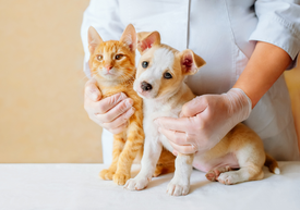 Weterynarz trzymający psa i kota