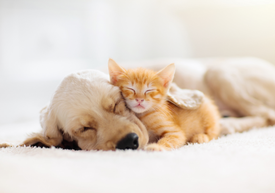 Kot i pies śpiący obok siebie