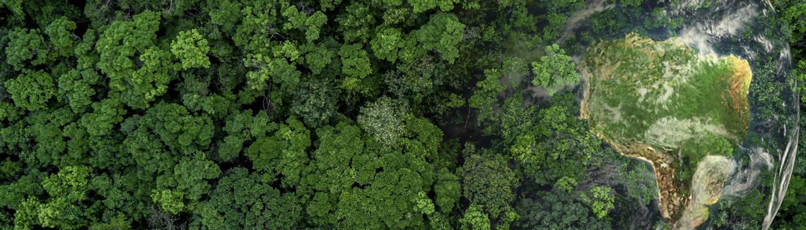 Egy erdő légi felvétele
