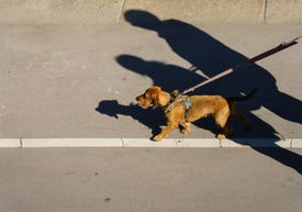 Pes na ulici na vodítku