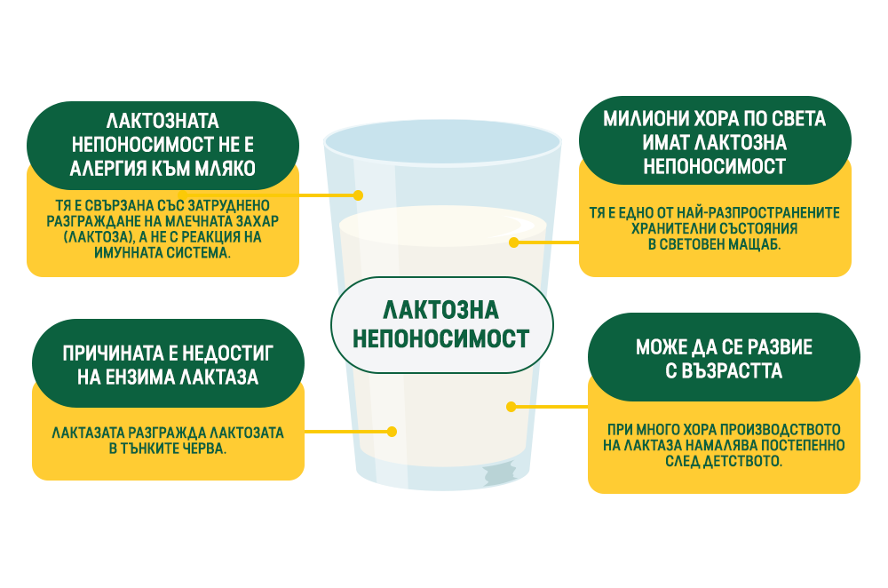 ЛАКТОЗНА НЕПОНОСИМОСТ
Лактозната непоносимост не е алергия към мляко

Тя е свързана със затруднено разграждане на млечната захар (лактоза), а не с реакция на имунната система.
Милиони хора по света имат лактозна непоносимост

Тя е едно от най-разпространените хранителни състояния в световен мащаб.
Причината е недостиг на ензима лактаза

Лактазата разгражда лактозата в тънките черва.
Може да се развие с възрастта

При много хора производството на лактаза намалява постепенно след детството.