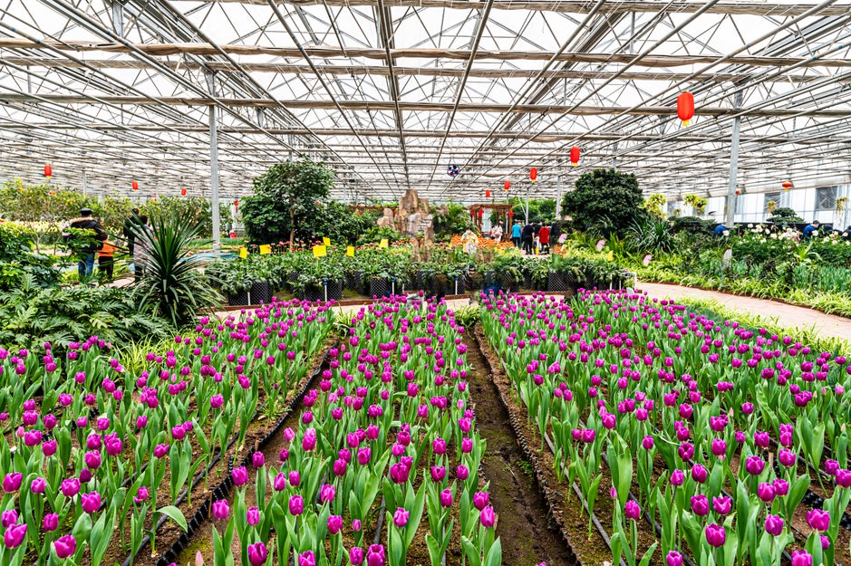 Generic garden centre with rows of tulips and greenery. 
