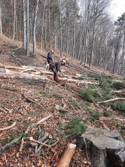 Corso motosega 2022 - operazioni di sramatura  sugli alberi abbattuti