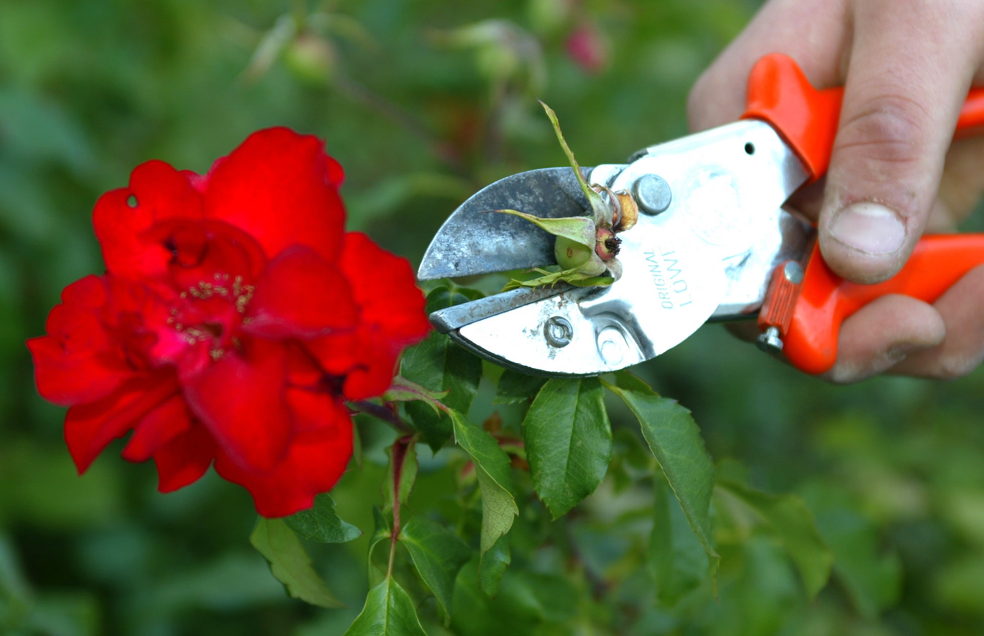 Giardinaggio: potatura delle rose